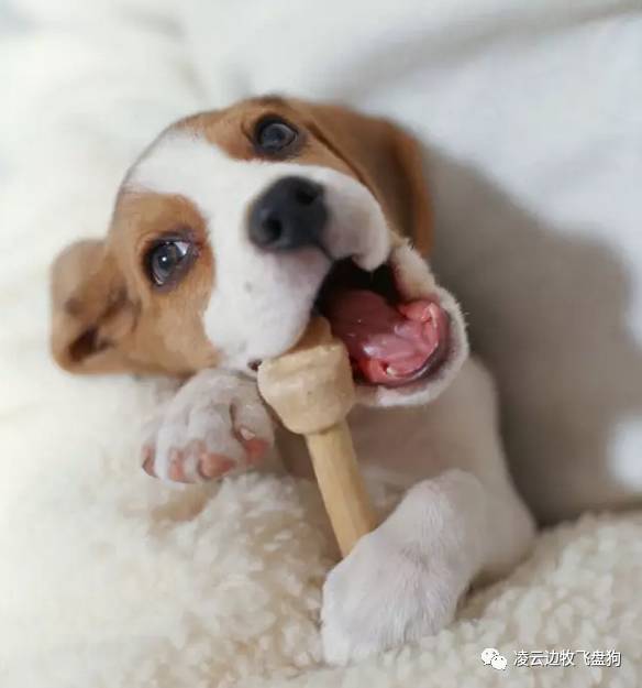 注意!骨头可以杀死狗!