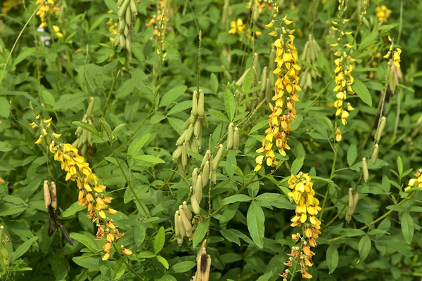 蛾子卵吃了对人有危害吗,蛾子身上的粉是什么毒