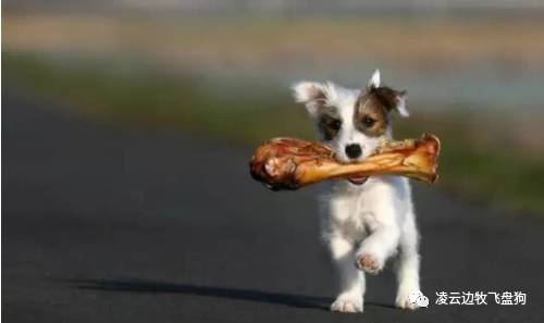 注意!骨头可以杀死狗!