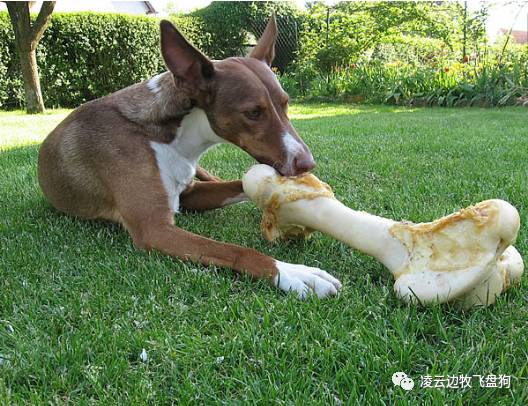 注意!骨头可以杀死狗!