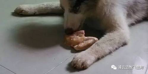 注意!骨头可以杀死狗!