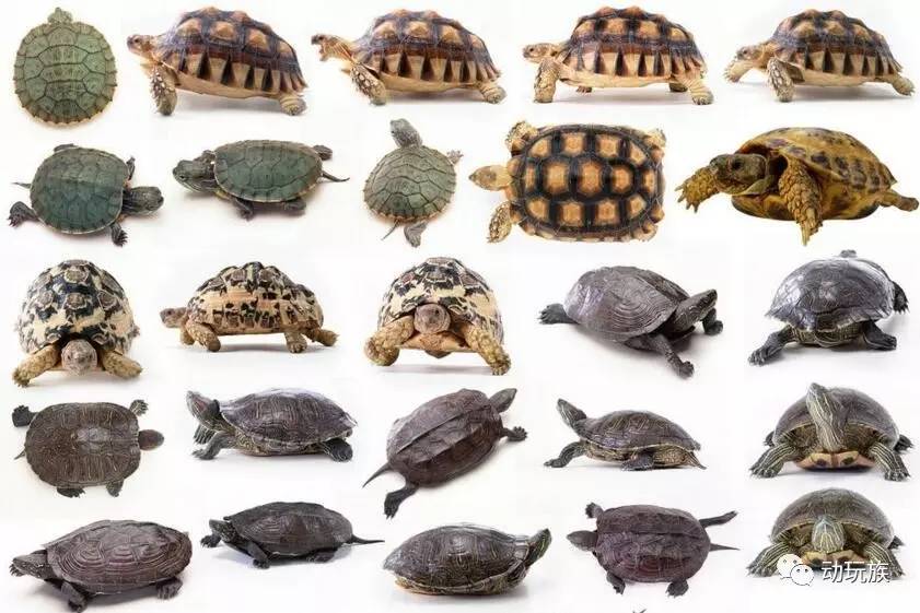 精灵宝可梦图鉴第61期——搜神记(26)席多蓝恩