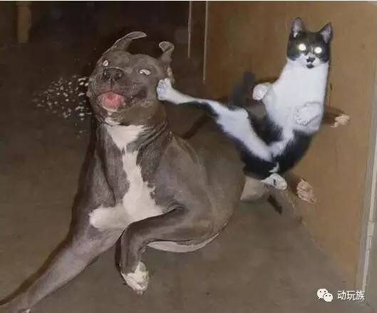 精灵宝可梦图鉴第61期——搜神记(26)席多蓝恩