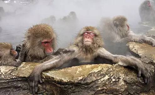 猴年说猴阅读理解答案初中,猴年说猴阅读理解