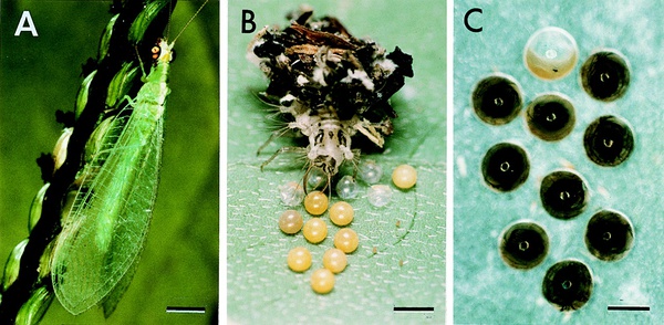 蛾子卵吃了对人有危害吗,蛾子身上的粉是什么毒