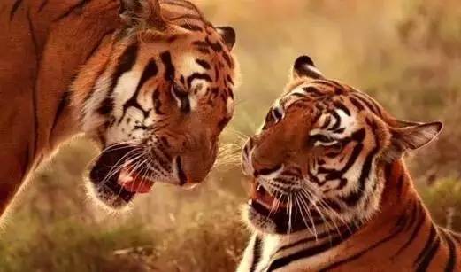 涨姿势啦!这些最苏州,你知道多少?原来苏州竟然这么牛!