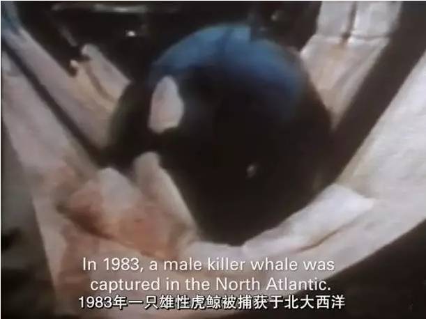 它的死，是给人类一记响亮的耳光