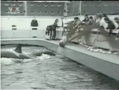 它的死，是给人类一记响亮的耳光