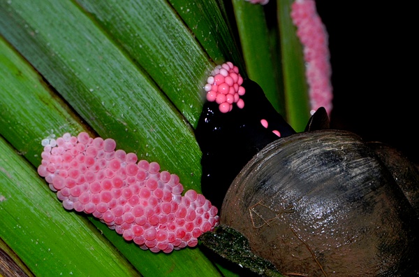 蛾子卵吃了对人有危害吗,蛾子身上的粉是什么毒