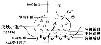 西苑中医院脑病科,西苑中医重症肌无力