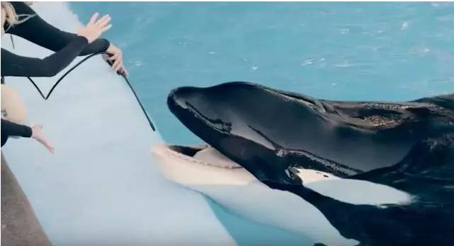 它的死，是给人类一记响亮的耳光