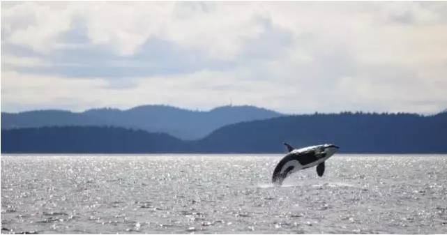 它的死，是给人类一记响亮的耳光