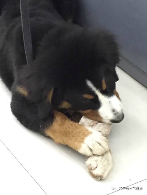 注意!骨头可以杀死狗!