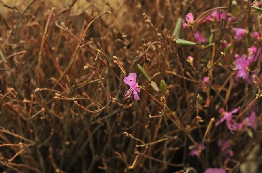 过年好看的年宵花,年宵花摆什么好看