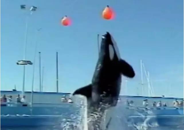 它的死，是给人类一记响亮的耳光