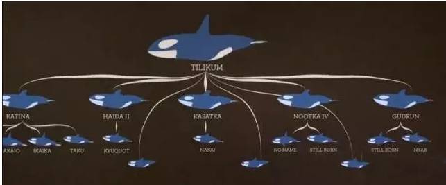 它的死，是给人类一记响亮的耳光