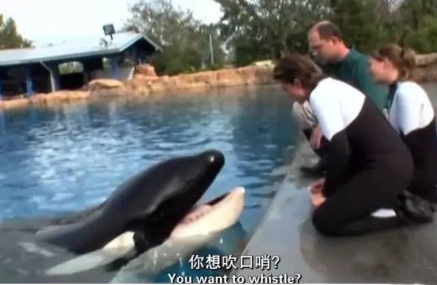 它的死，是给人类一记响亮的耳光