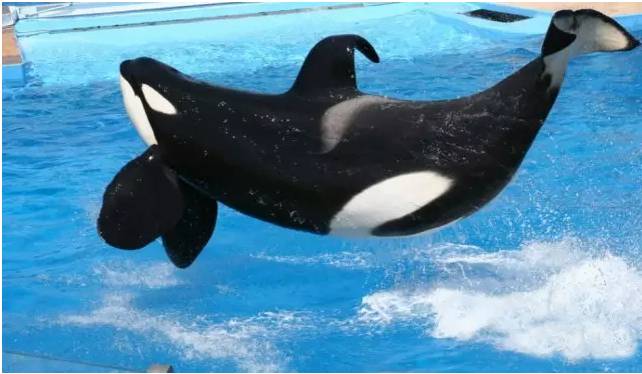 它的死，是给人类一记响亮的耳光