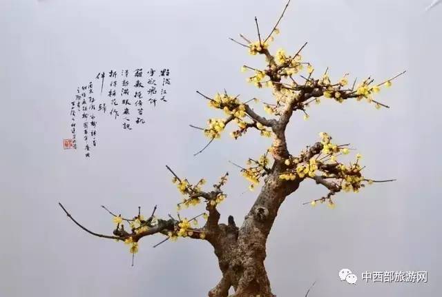 「乐在囧途」赏腊梅、逛庙会、看灯光展,这个春节带着家人去鄢陵吧!