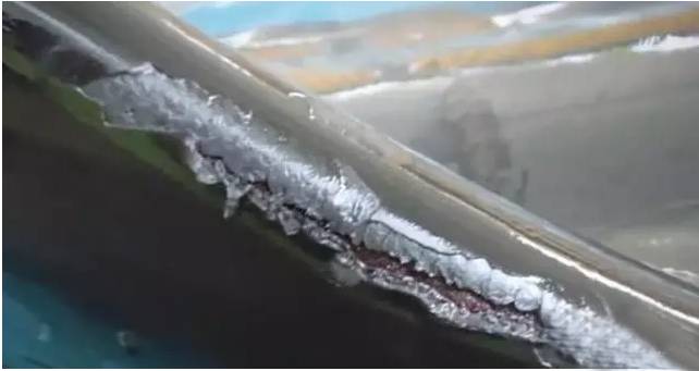 它的死，是给人类一记响亮的耳光