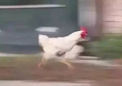 鸡看到都要气得说话的奢侈品鸡年限量版，港真，你们的审美真不如淘宝