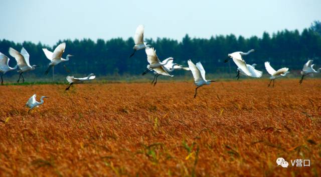 熊岳入选国家美丽宜居小镇示范，营口还有3个村榜上有名