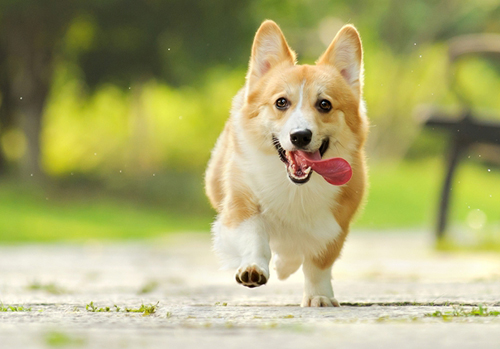 柯基犬怎么没有尾巴,柯基犬尾巴为什么要断尾