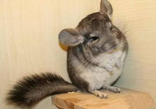 宠物龙猫的饮食方法视频,龙猫只吃零食不吃主粮