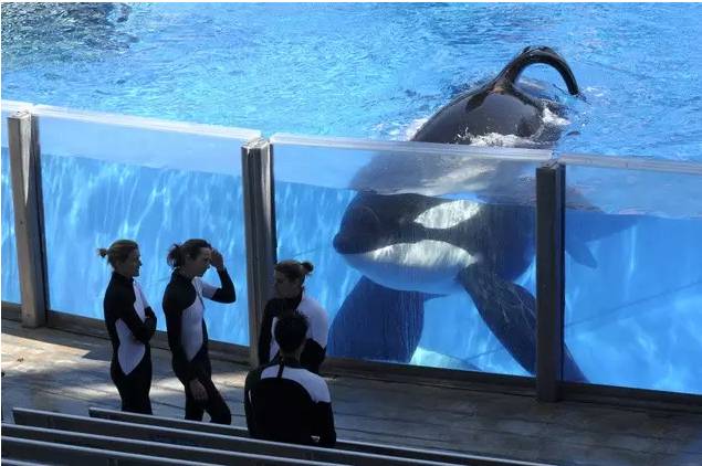 它的死，是给人类一记响亮的耳光