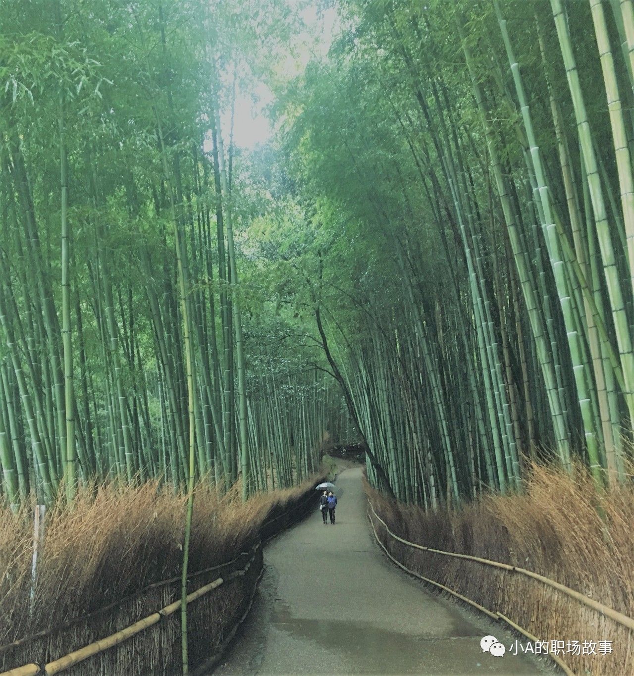 京都大阪北海道9天,大阪北海道东京攻略