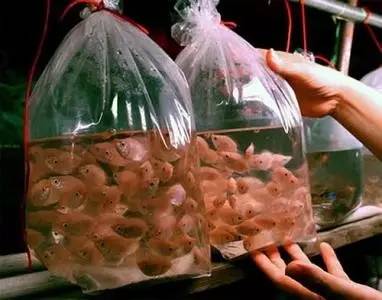 呕心整理!成都人年货采购地点最全攻略都在这!赶紧收藏!