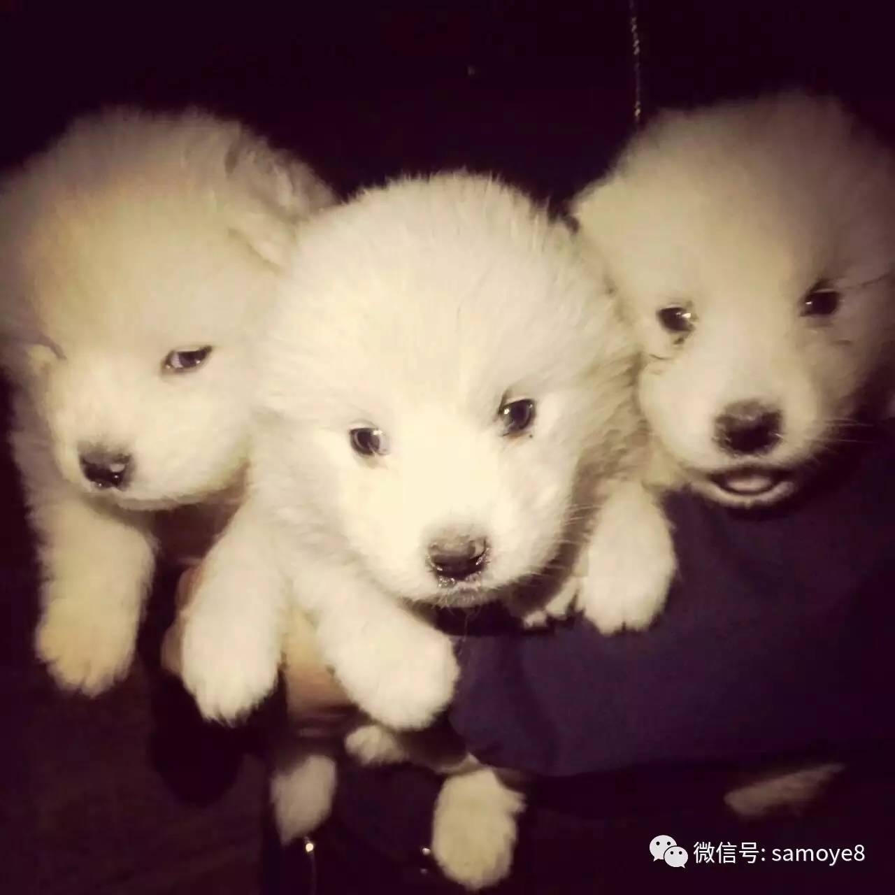 如何鉴定萨摩耶是否纯种,怎么判断萨摩耶是不是纯种