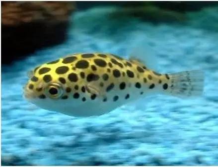人见人爱的观赏鱼,金波子鱼观赏鱼