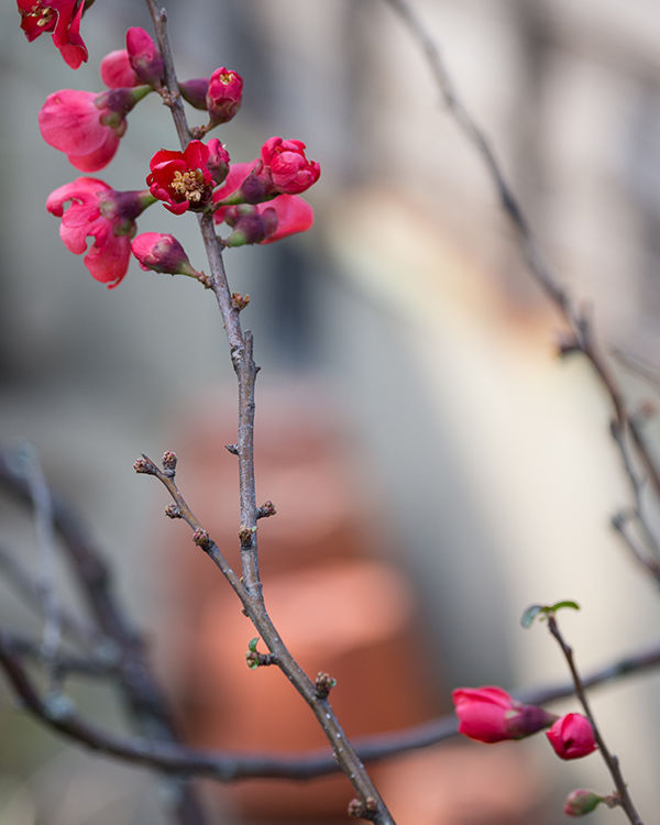 奥巴pen机身防抖,奥巴12-100镜头评测
