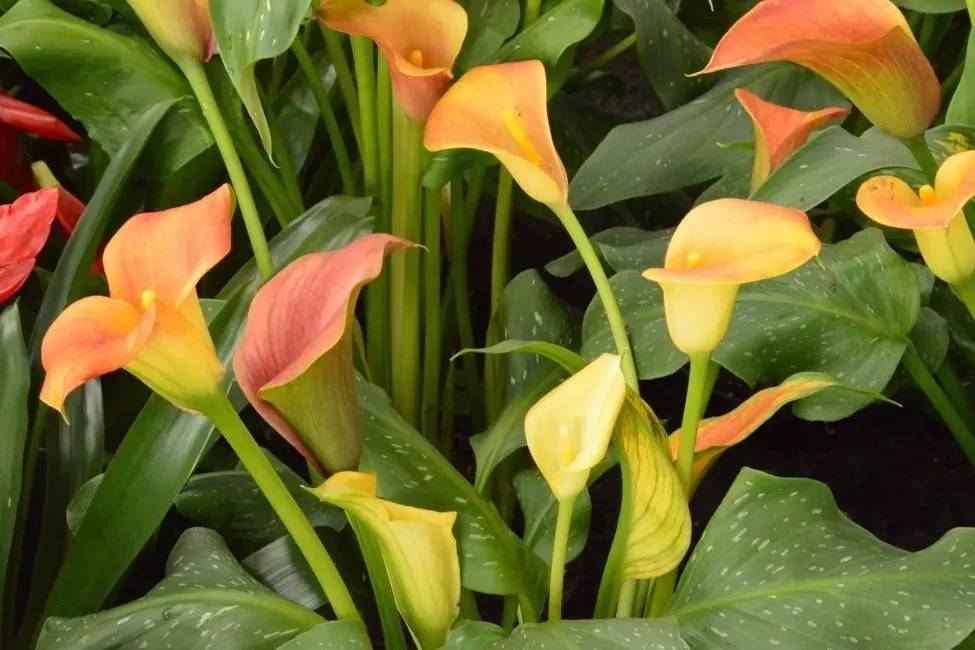 景观植物清单大全图解,河道景观种植植物