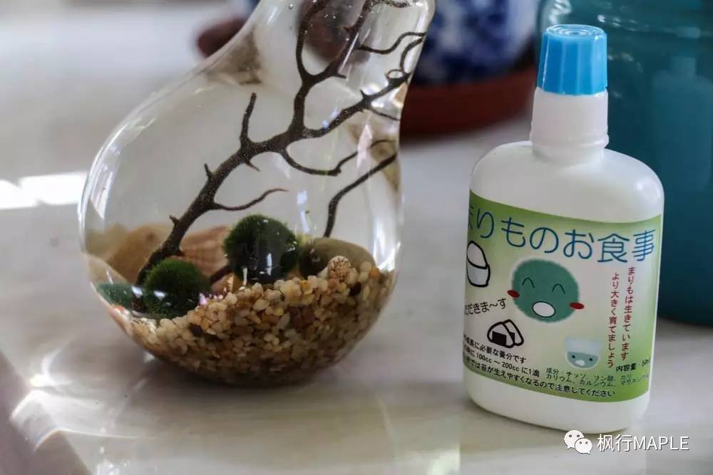 札幌｜北海道第一大城市的购物心经