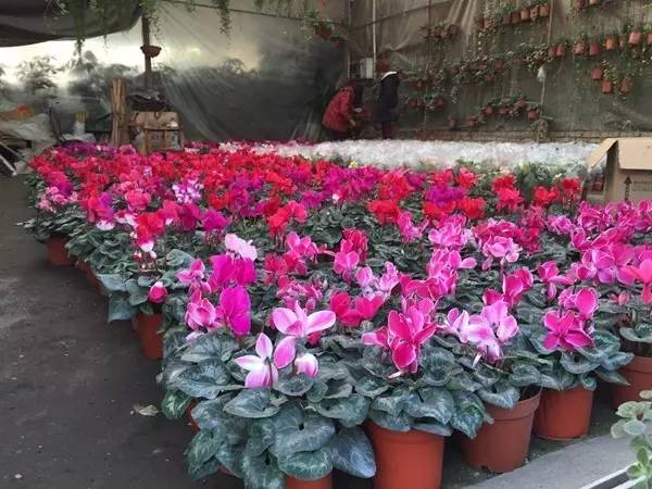 呕心整理!成都人年货采购地点最全攻略都在这!赶紧收藏!