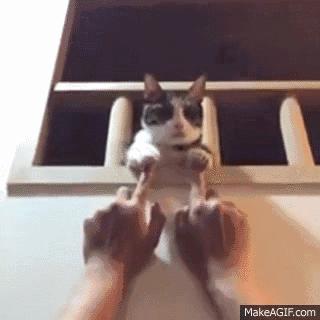 胆小猫咪家里突然发现陌生人,胆小的猫咪到家多久才适应