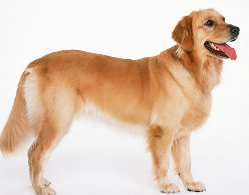 纯种金毛犬的价格是多少,纯种的金毛犬多少钱一只500块