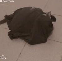 胆小猫咪家里突然发现陌生人,胆小的猫咪到家多久才适应