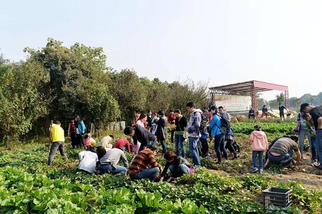 常州农家乐一日游最佳去处带娃,常州好玩的农家乐酒店