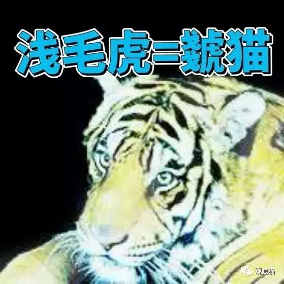 蓝猫找猫报应,蓝毛找猫