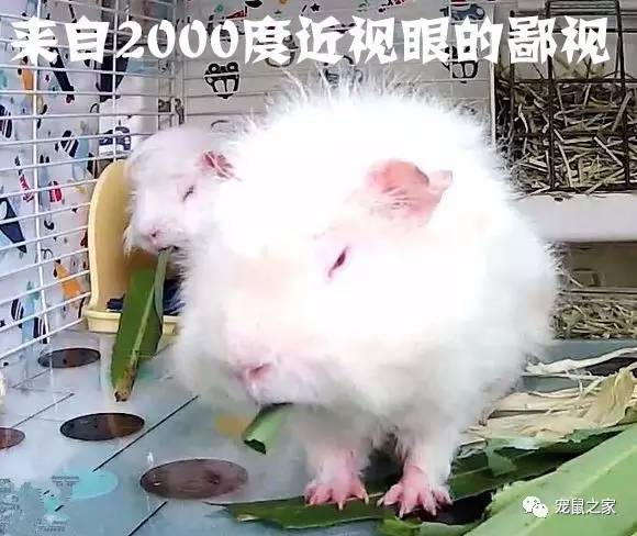 做四有军人,做豚鼠便当