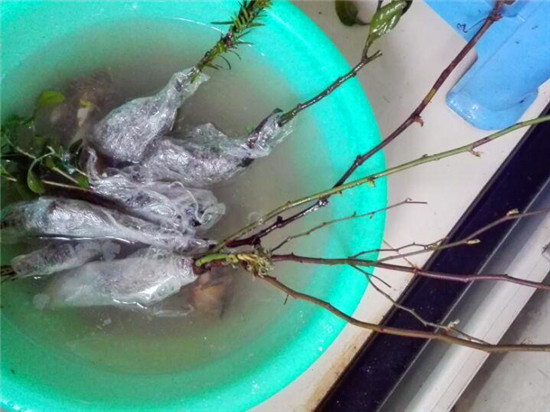 花卉盆栽扦插苗养护技术,花卉扦插快速生根技巧图片