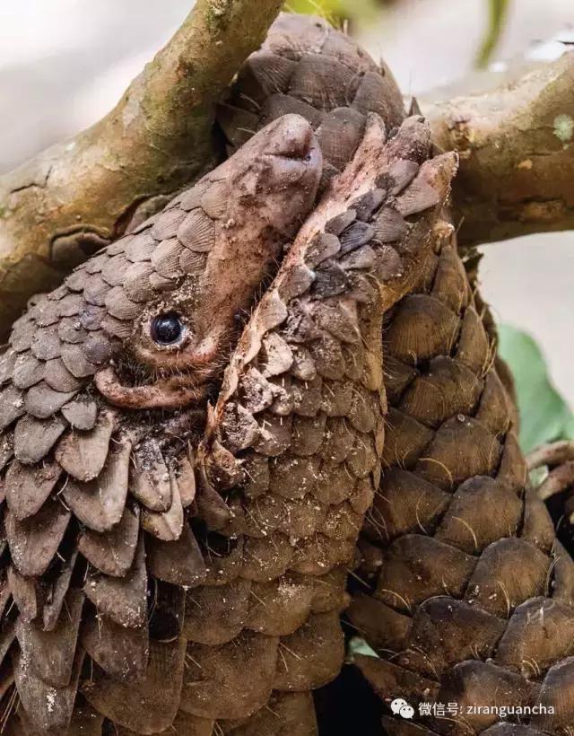 穿山甲铠甲有多硬,为什么说穿山甲的盔甲是软肋