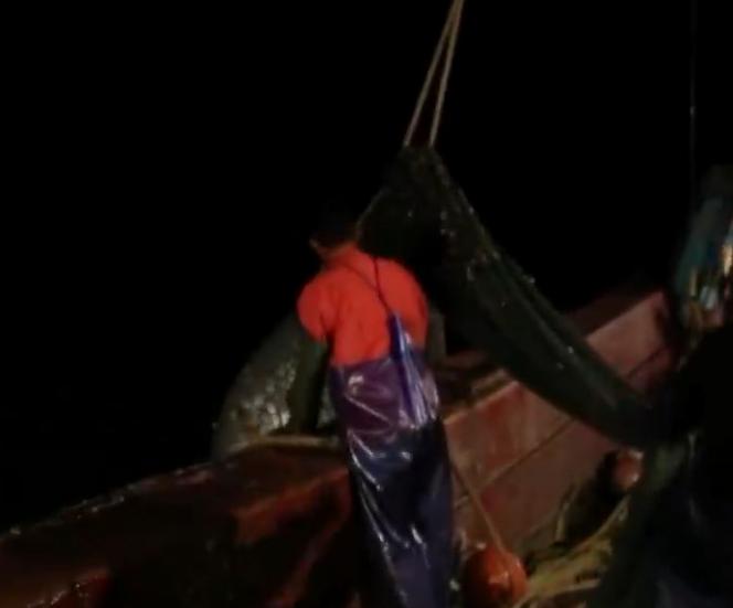 科普鱼虾蟹,海南鲳鱼种类大全