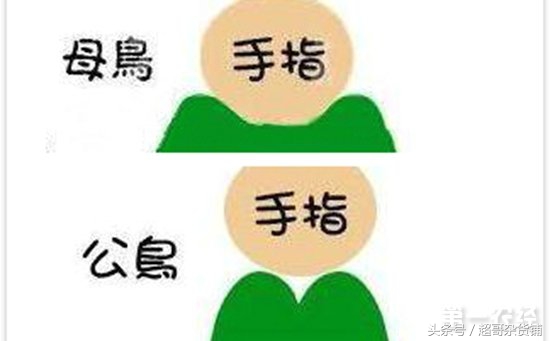 虎皮鹦鹉如何分辨雌雄,百合鹦鹉怎么区分雌雄