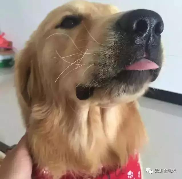 金毛不是最温柔善良的狗狗吗,大壮是只汪