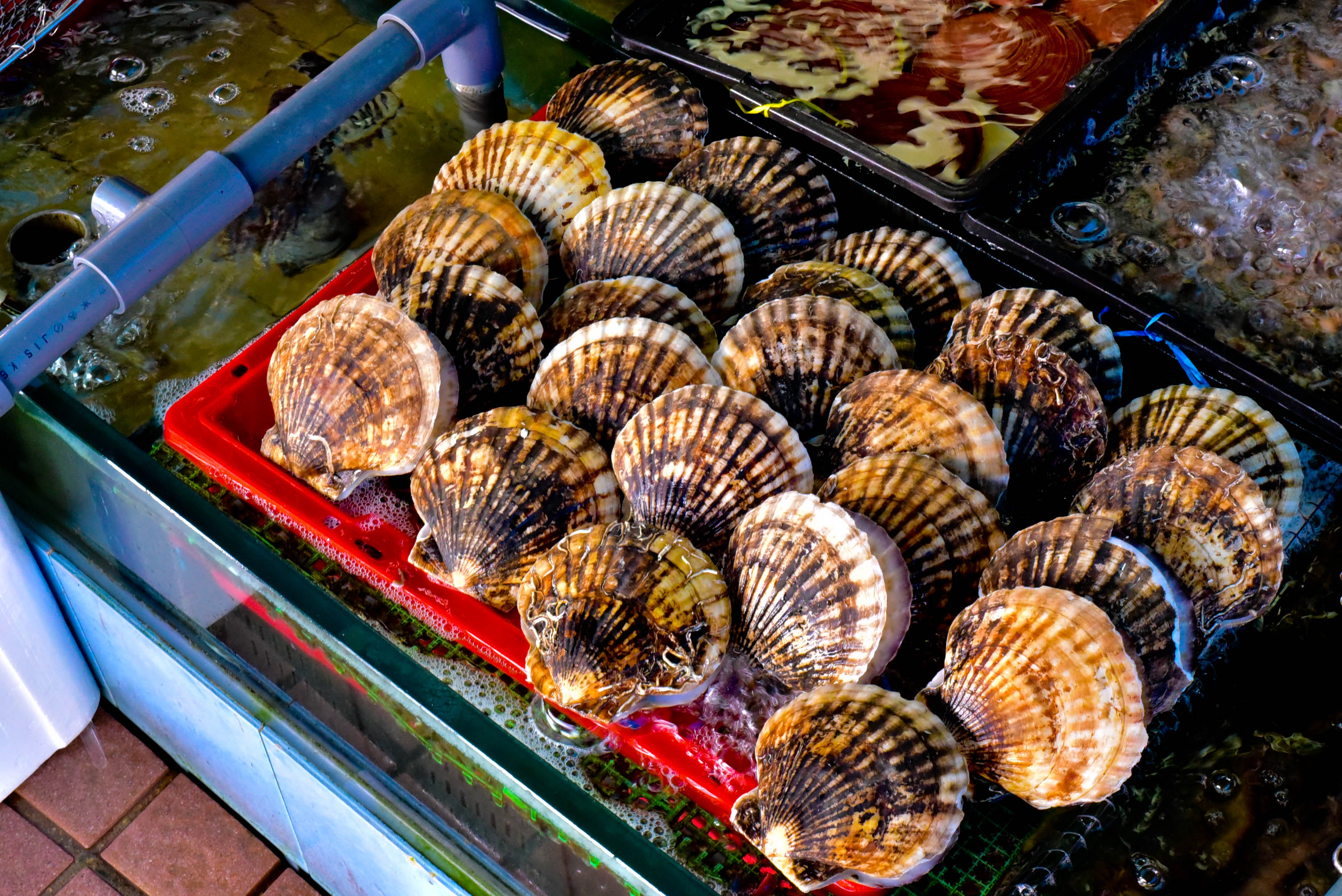 兔子游日本,兔子海边旅行记