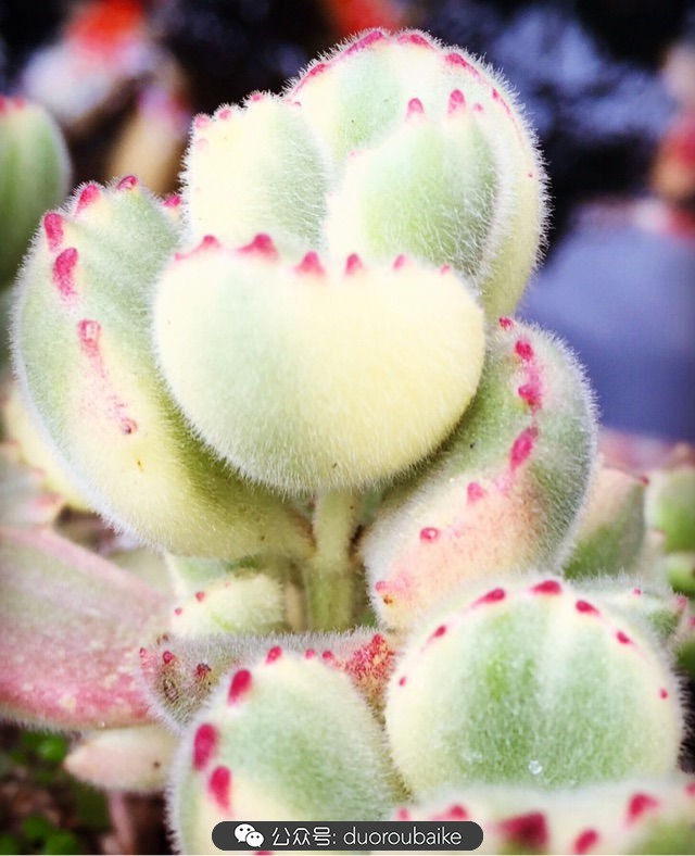 黄色熊童子多肉植物状态图,多肉植物熊童子怎么养